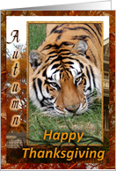 Tigers Thanksgiving Card