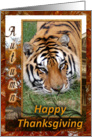 Tigers Thanksgiving Card