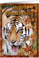 Tigers Thanksgiving...