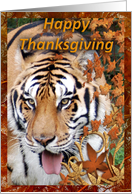 Tigers Thanksgiving Card