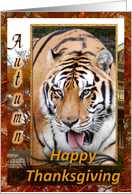 Tigers Thanksgiving Card