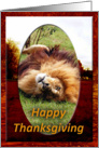 African Lion Thanksgiving Card