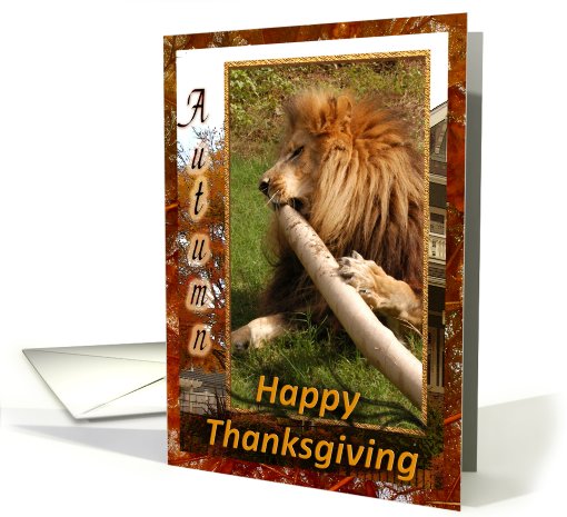 African Lion Thanksgiving card (511349)