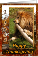 African Lion Thanksgiving Card