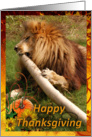 African Lion Thanksgiving Card