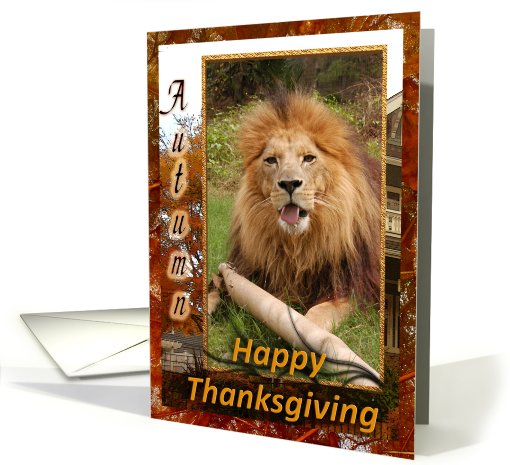 African Lion Thanksgiving card (511353)