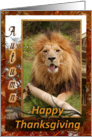 African Lion Thanksgiving Card