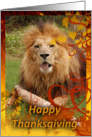 African Lion Thanksgiving Card