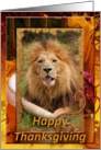 African Lion Thanksgiving Card