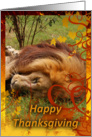 African Lion Thanksgiving Card