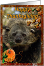 African Lion Thanksgiving Card