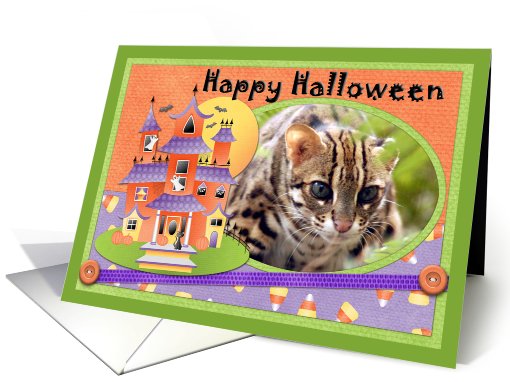 Bengal Cat Halloween card (511402)