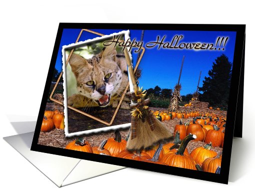 African Serval Halloween card (511416)