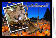 African Serval Halloween Card