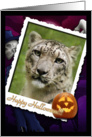 Snow Leopard Halloween Card