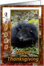 Bearcat Thanksgiving Card