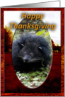 Bearcat Thanksgiving Card