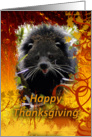 Bearcat Thanksgiving Card