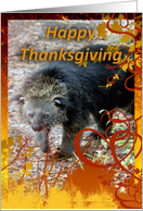 Bearcat Thanksgiving...