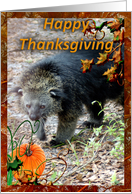 Bearcat Thanksgiving...