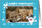 Bobcat Christmas Happy Holidays Card
