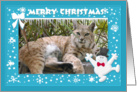 Bobcat Christmas Happy Holidays Card