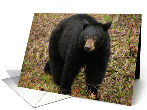 Female black bear card (645949)