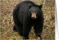 Female black bear card