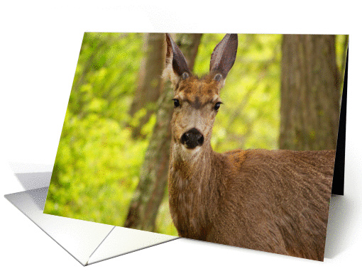Stare down with a white tail buck deer card (649879)