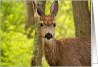 Stare down with a white tail buck deer card