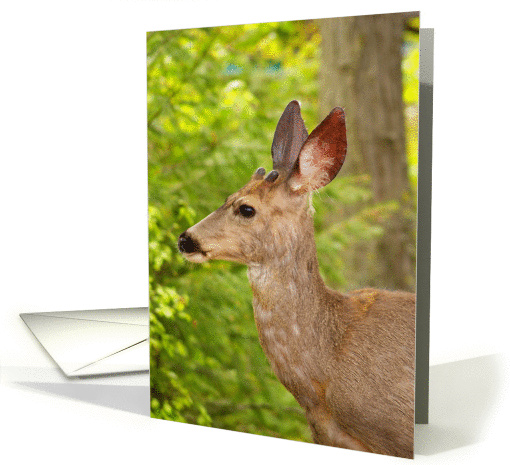 White tail  buck deer  profile card (649880)