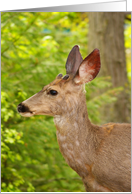 White tail buck deer profile card