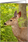 White tail buck deer profile card