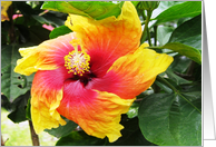Hibiscus card