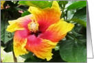 Hibiscus card