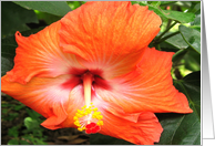 Hibiscus card