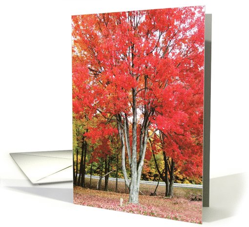 Beautiful tree card (497203)