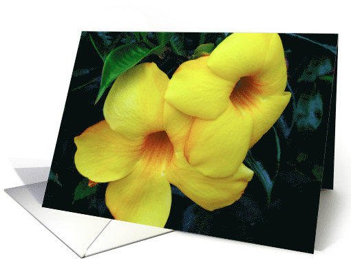 Flores amarillas card (497221)