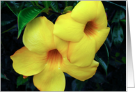 Flores amarillas