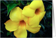 Flores amarillas card