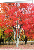 ThanksgivIng card