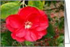 Red Camelia card