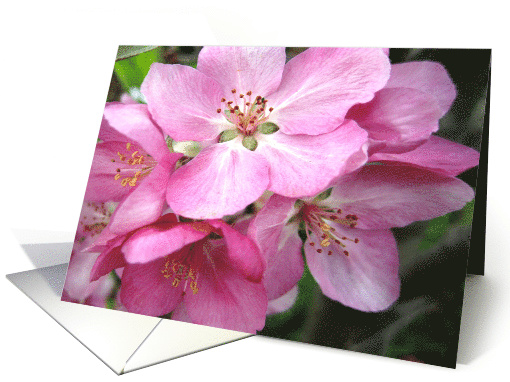 Pink flowers card (503800)
