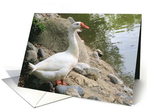 Going swiming card (505113)