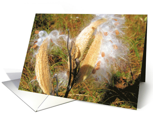 The end of the season card (506319)