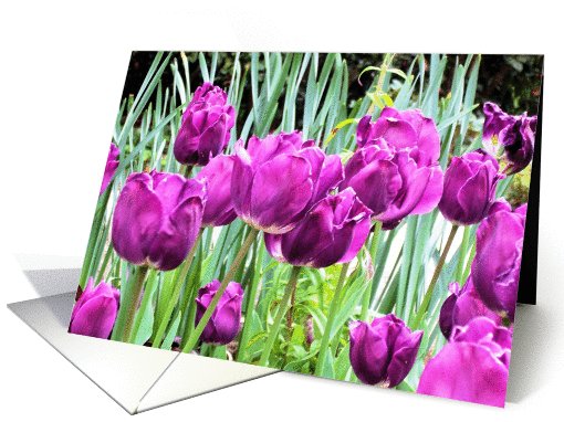 Mother's Day Tulips card (593356)