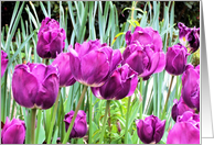 Mother’s Day Tulips card