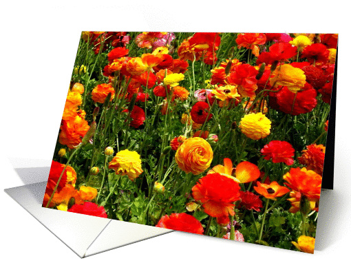 Flowers, Birthday card (649108)