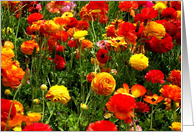 Flowers, Birthday card