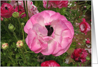 Ranunculus, birthday card